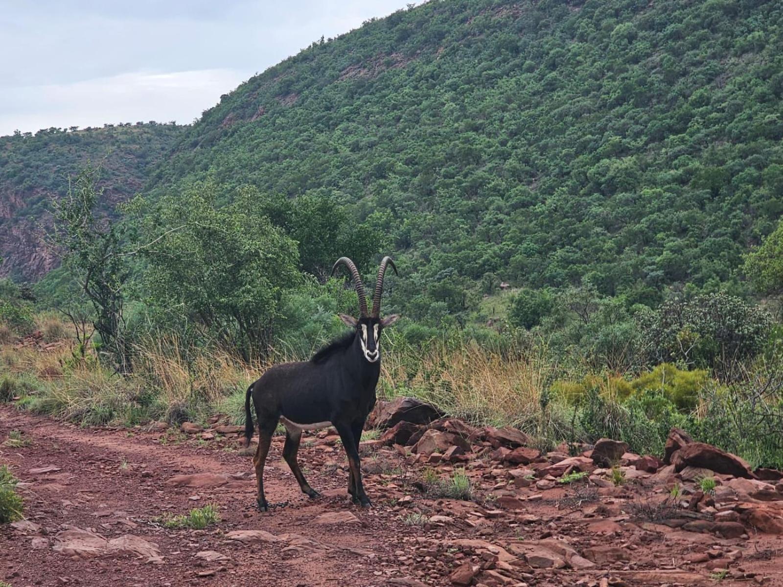 Waterfall Safari Lodge Winterkamp Bagian luar foto