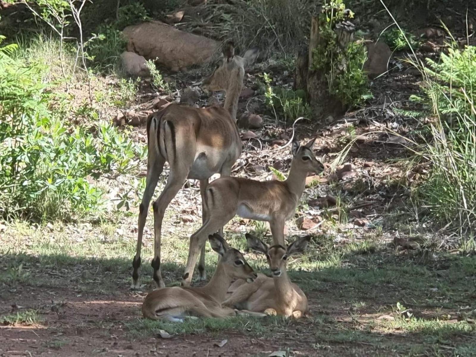 Waterfall Safari Lodge Winterkamp Bagian luar foto