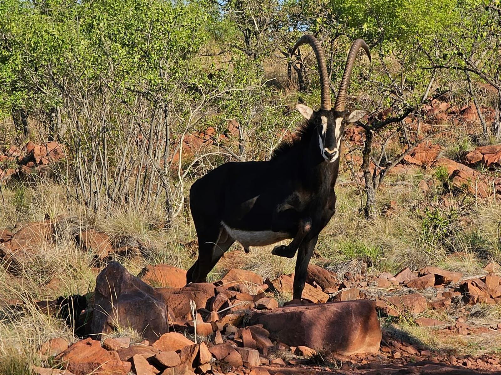 Waterfall Safari Lodge Winterkamp Bagian luar foto