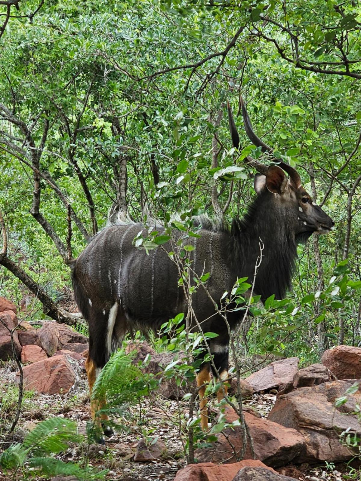Waterfall Safari Lodge Winterkamp Bagian luar foto